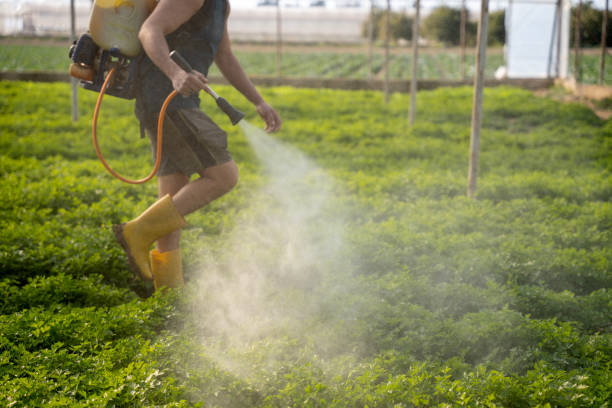 Best Exterminator Services  in Zuni Pueblo, NM