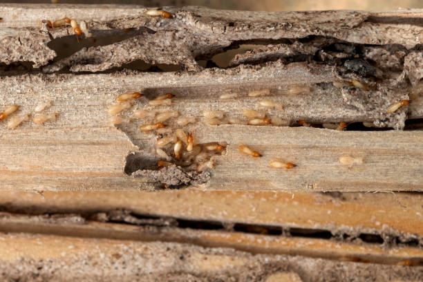 Best Pest Removal Services  in Zuni Pueblo, NM