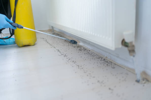Best Pest Inspection Near Me  in Zuni Pueblo, NM